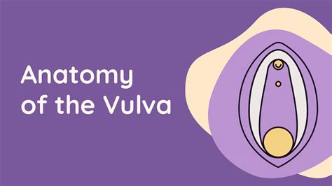 are vaginas attractive|This Is What A Vulva Looks Like – Or What 10 Vulvas。